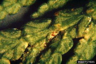 Red mite eggs and yellow stippling damage on Leyland cypress needles caused by spruce spider mites.