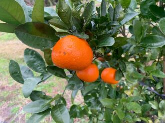 Satsumas are cold-hardy citrus that do well in most years along the coast.