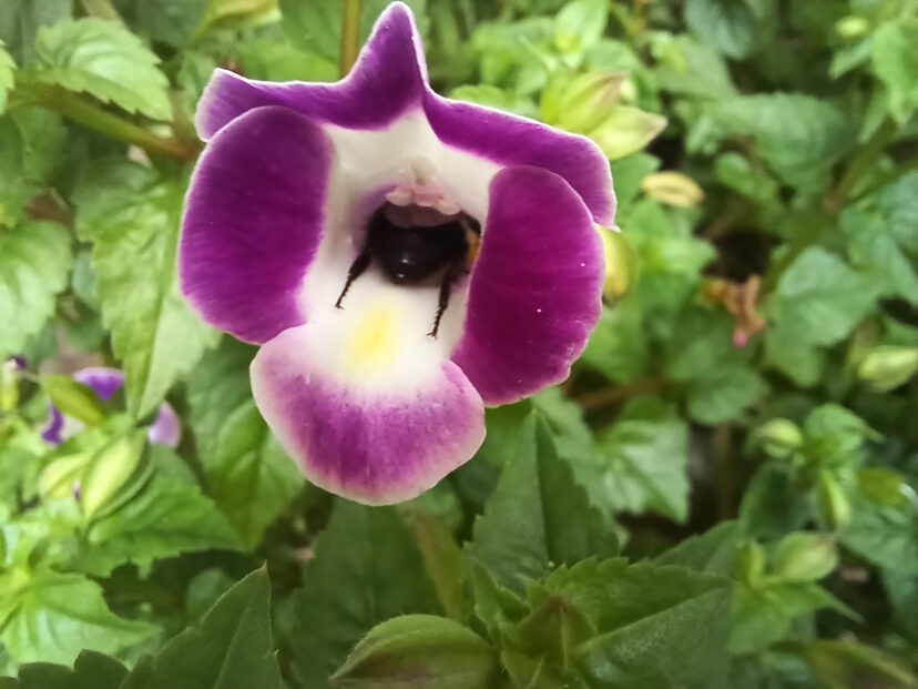Small carpenter bees can fit inside a wishbone flower (Torenia Summer Wave® Bouquet 'Deep Rose').