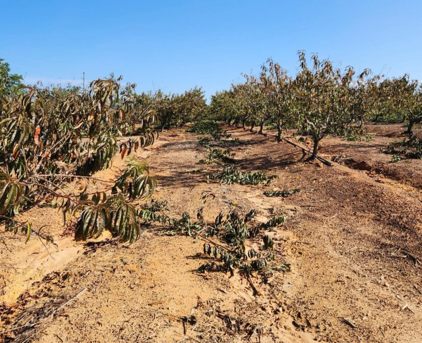 Some of the water sprouts removed from the center of peach trees, laying in the row middles.