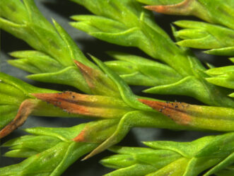 Spore forming structures of Passalora sequoiae are visible on infected needles. Alan Windham, ©2010, University of Tennessee