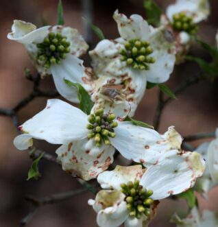 Spot anthracnose lesions with tan centers and reddish-purple borders on flowering dogwood (Cornus florida) flower bracts.