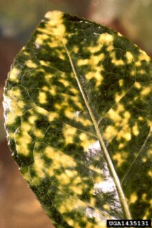 Tea scale infestation causing chlorotic yellow mottling on the upper surface of a camellia leaf.