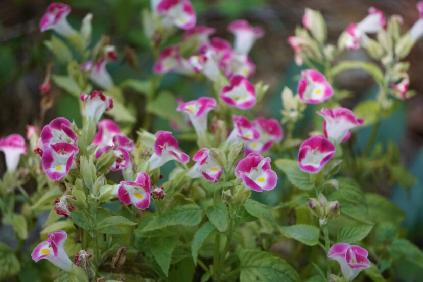 The bright pink and white flowers of Little Kiss Rose Picotee Wishbone Flower (Torenia fournieri 'Little Kiss Rose Picotee') brighten up the greens of ferns and hostas in the shade garden.
