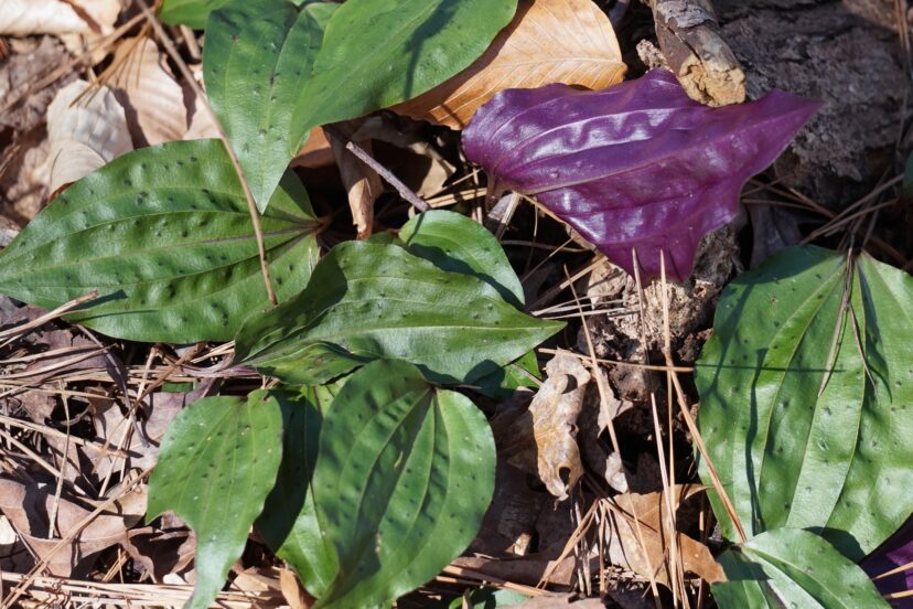 The topside of cranefly orchid leaves is green with small dark spots, and the underside is a rich purple.