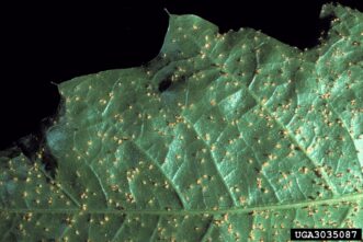 Underside of an oak leaf showing yellow to orange spore-containing pustules caused by pine-oak gall rust.