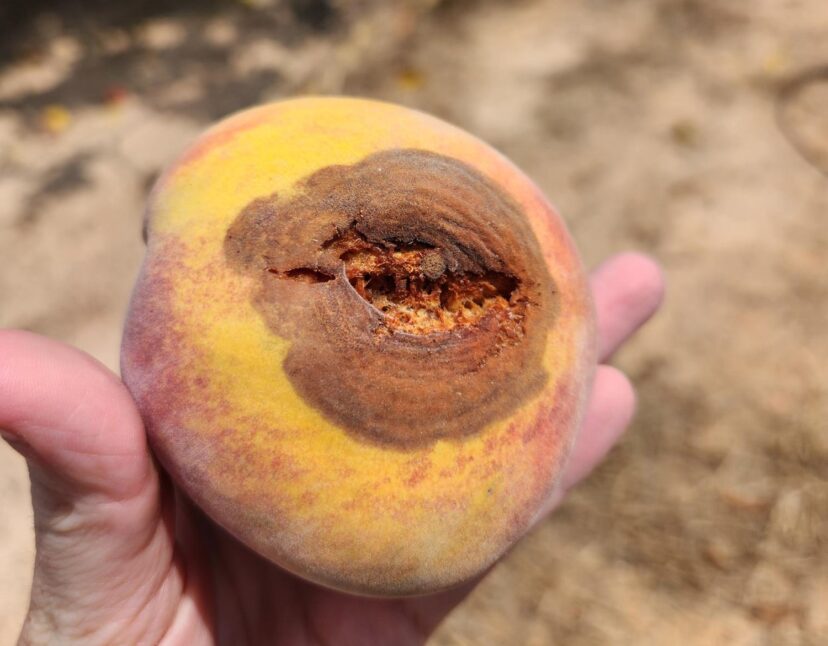 Visible sunken areas with concentric rings.