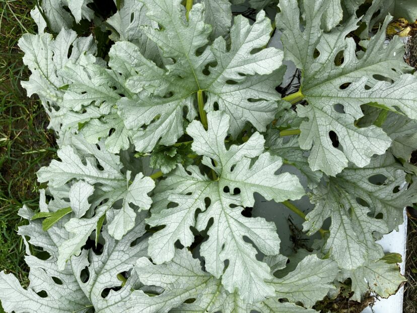 Whitefly induced leaf silvering.