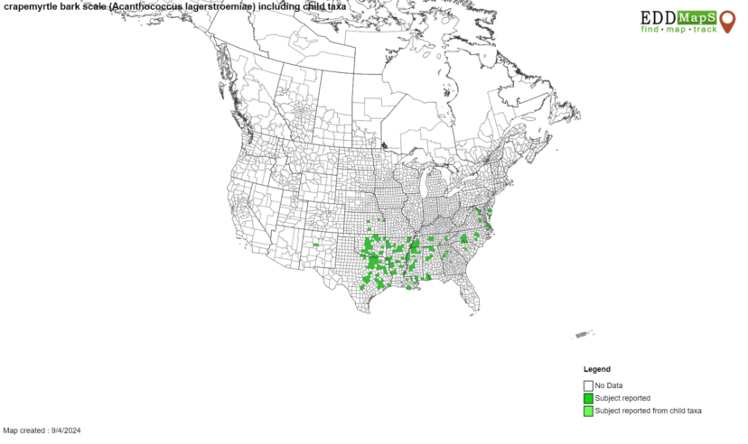 2024 U.S. county distribution map showing reported crapemyrtle bark scale infestations.