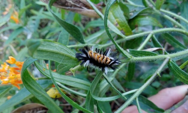 Question of the Week – Milkweed Tussock Moth Caterpillar
