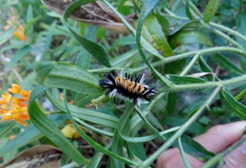 Milkweed Tussock Moth Caterpillar (Euchaetes egle).