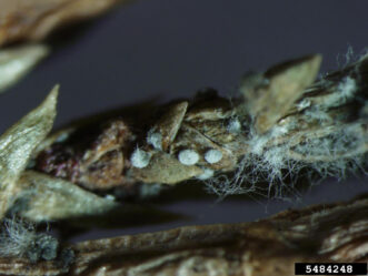A close-up view of fungal fruiting structures on infected tissue.