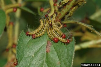 A group of red-headed azalea caterpillars feeding together on an azalea leaf.