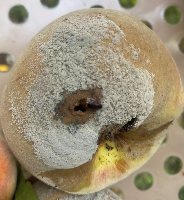 A hole in a ripening peach made by sap beetles, surrounded by brown rot