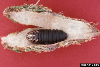 A spindle-shaped bagworm case sliced open to reveal a dark brown bagworm pupa against a red background.