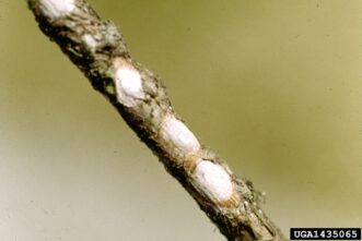 Adult azalea bark scales covered by white waxy egg sacs on a small azalea branch.
