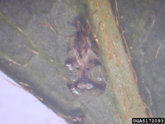 Adult azalea lace bug resting on the underside of an azalea leaf.