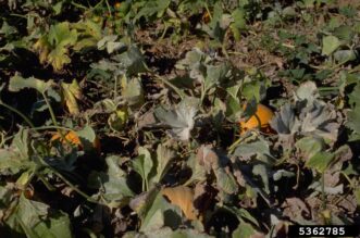 Advanced powdery mildew infection on pumpkin leaves with leaf distortion, yellowing, and browning.