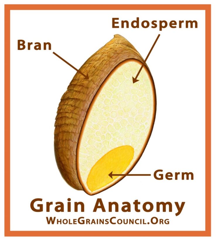 All grains start life as whole grains. In their natural state growing in the ﬁelds, whole grains are the entire seed of a plant. This seed (also called a “kernel”) is made up of three edible parts – the bran, the germ, and the endosperm – protected by an inedible husk that protects the kernel from assaults by sunlight, pests, water, and disease.