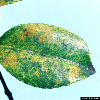 Tea scale infestation on camellia showing yellow splotches on the upper leaf surface.