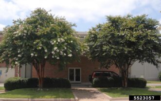 Alt text: Treated crapemyrtle with healthy flowering on the left beside an infested crapemyrtle with reduced flowering and sooty mold on the right.