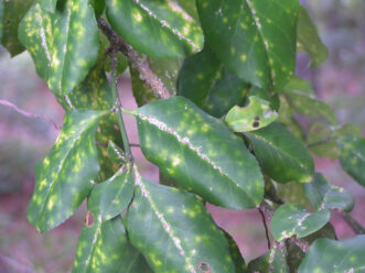Alt Text: Yellow spotting on the upper surface of euonymus leaves caused by feeding from euonymus scale insects along the leaf veins.