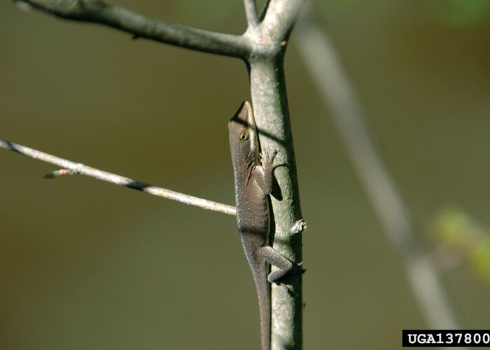 anole-in-brown-coloration- Anole in brown coloration.
