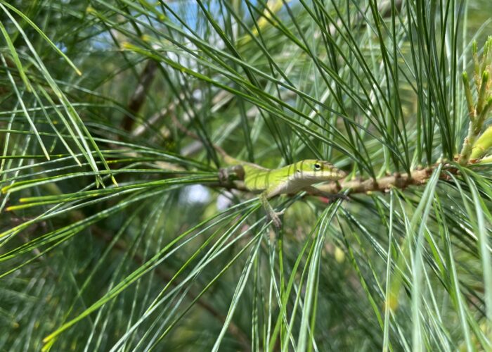 anole-using-camouflage- Anole using camouflage.