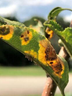 Apple leaf with bright yellow and orange cedar-apple rust lesions containing dark spore-producing structures on the leaf surface.