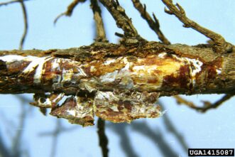White fan-shaped fungal growth beneath bark caused by Armillaria root rot on viburnum roots