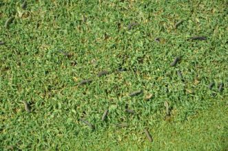 Armyworms (Spodoptera spp.) can be found feeding during early mornings and late afternoons. Bert McCarty ©2021, Clemson University