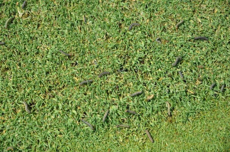 Turf Worms Armyworms: Identification, Damage, & Control in Turfgrass | Home ...