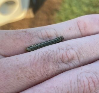Armyworms (Spodoptera spp.) can reach up to 1½ inches in length during the larval stages. Adam Gore ©2021, Clemson Extension