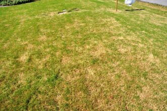 Armyworms (Spodoptera spp.) feed on turfgrass foliage, causing it to have the appearance of suffering from drought or scalping damage. Bert McCarty ©2021, Clemson University