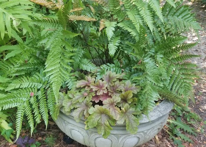 Autumn fern in a container.