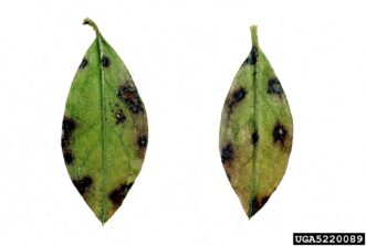 Azalea leaf showing fungal leaf spot symptoms, including dark, irregular lesions caused by Cercospora species.