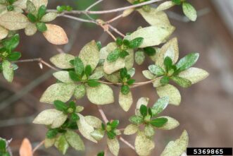 Azalea leaves showing heavy lace bug stippling with healthy green new growth.
