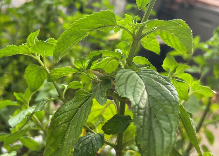 baby-anole-on-mint Baby Anole on Mint