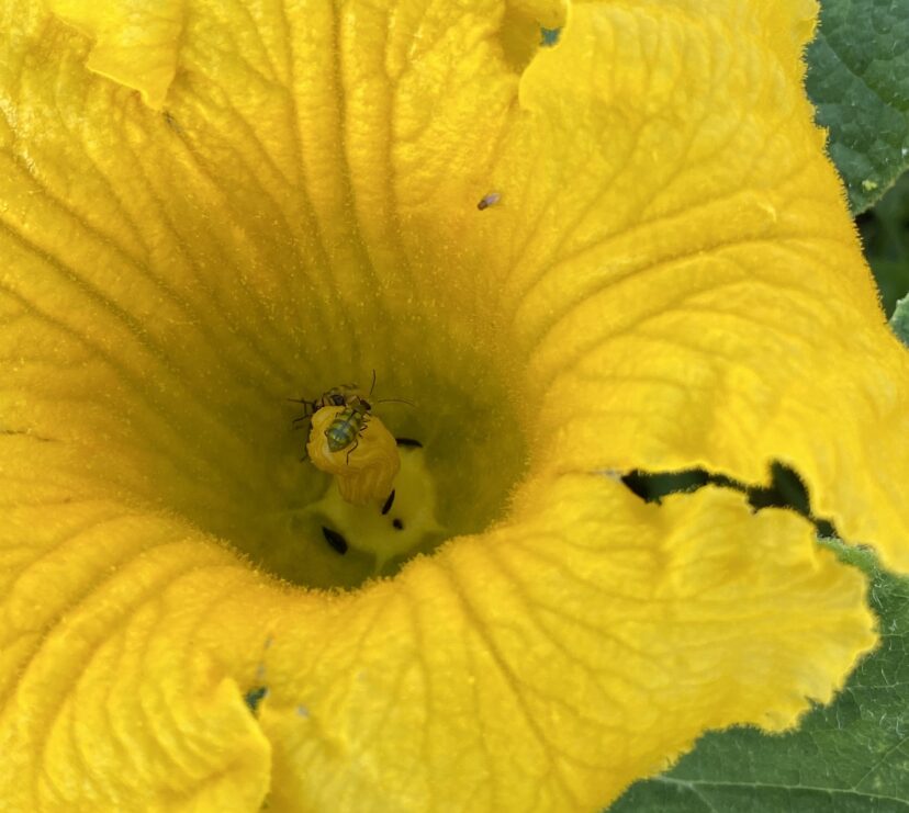Banded cucumber beetles hiding out in a pumpkin flower.