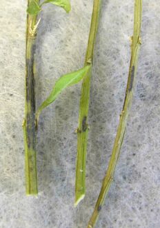 Black necrotic stem lesions and cankers on boxwood stems caused by boxwood blight.