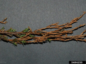 Brown dead juniper twigs infected with Kabatina twig blight.