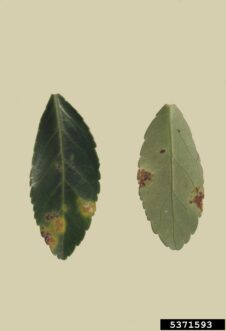 Brown irregular leaf spots with grayish centers on Japanese euonymus leaves caused by Cercospora leaf spot.
