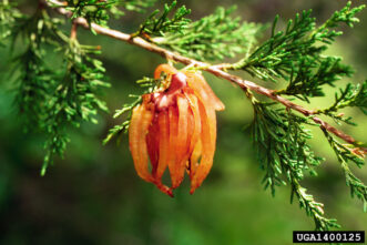 Brown spherical gall on an Eastern red cedar branch producing bright orange gelatinous spore horns during wet spring weather, characteristic of cedar-apple rust.