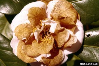 Camellia flower blight rapidly turns flowers brown. Clemson University - USDA Cooperative Extension Slide Series, Bugwood.org