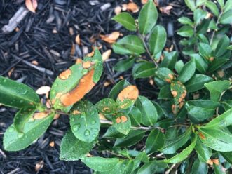 Camellia foliage showing bronzed leaf damage caused by excessive afternoon sunlight (sunscald).