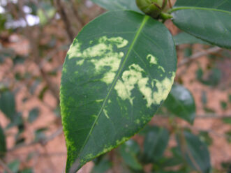 Camellia yellow mottle virus causing irregular yellow mottling on a camellia leaf.