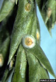 Close-up of mature female juniper scales attached to a juniper needle, showing their rounded, slightly raised protective coverings.