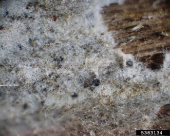 Close-up view of powdery mildew mycelium mat and spore-producing structures on plant tissue.