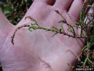Clusters of small gray and black juniper scale insects attached to juniper needles and stems.