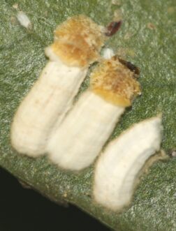 Cottony camellia scale on camellia leaf underside showing white ovisacs.